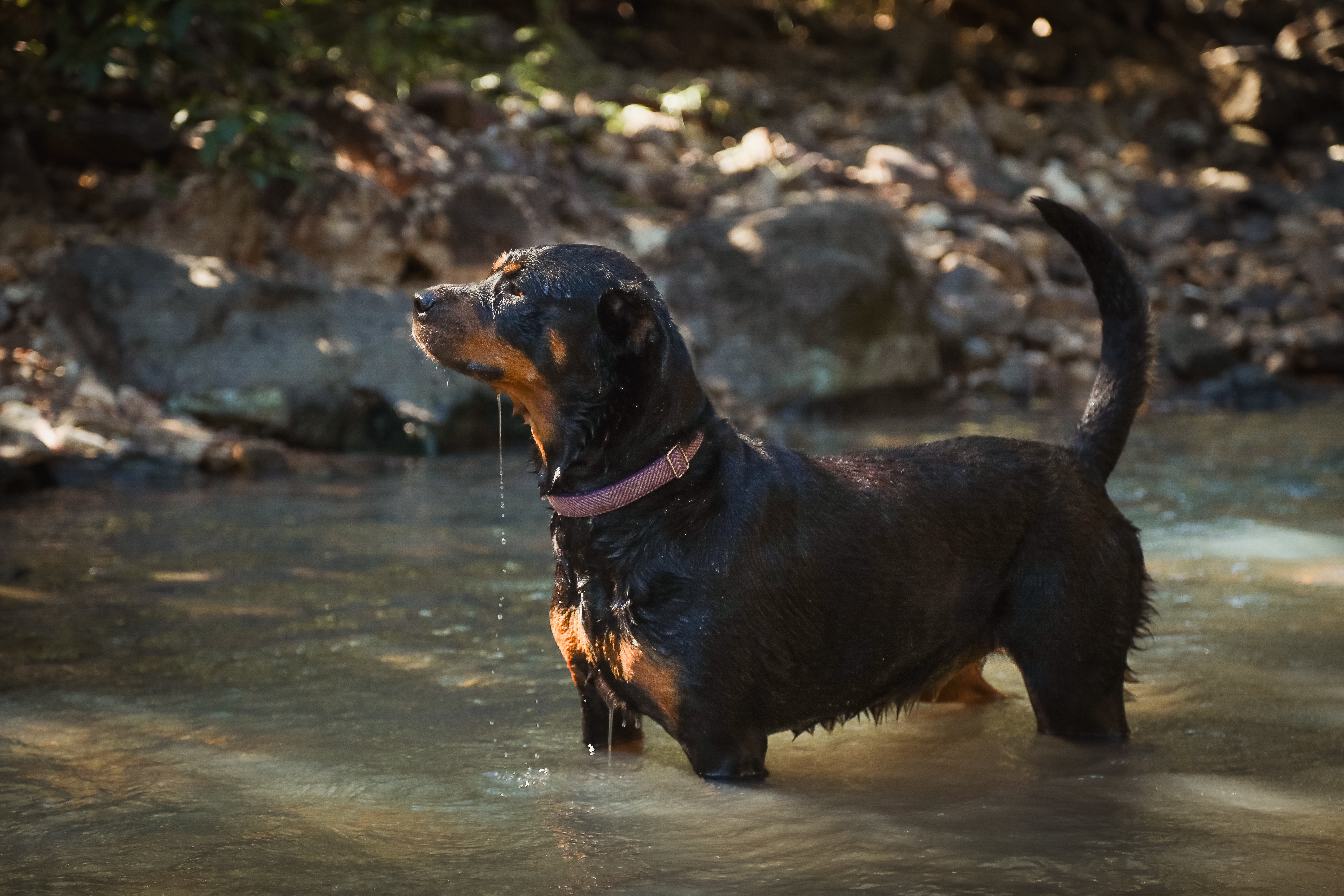 Rottweiler Temperament