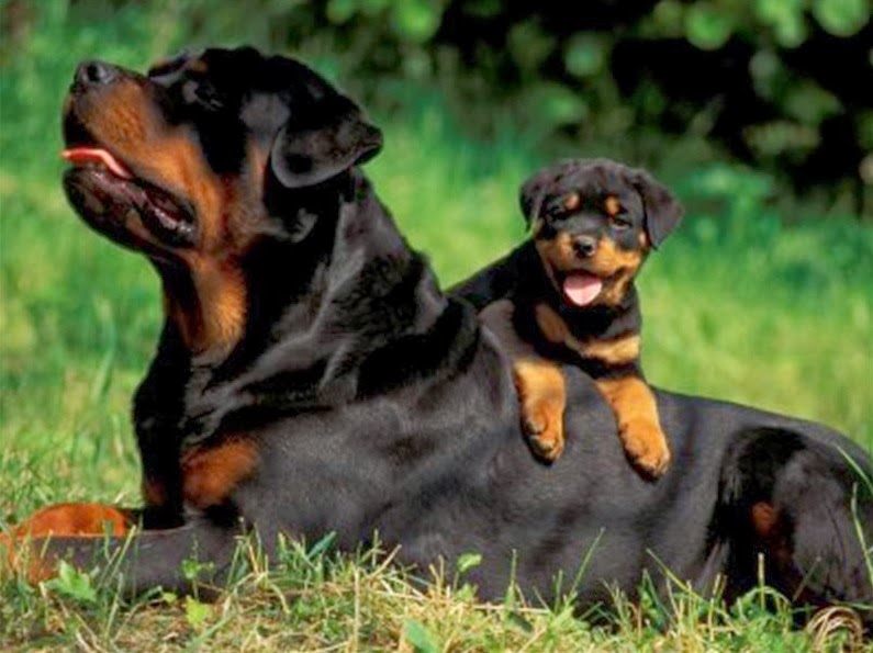 Rottweiler Heritage