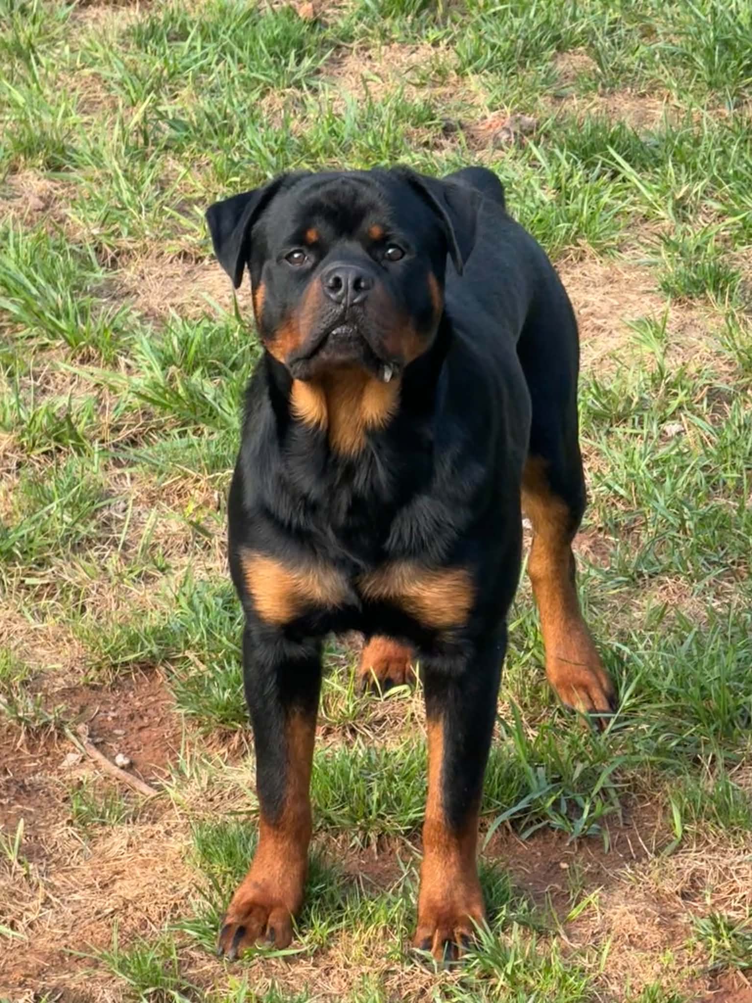 Future Sire Black Knight's Maverick