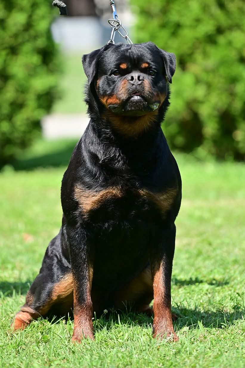 Multi-Champion TK's Viber, European Imported Rottweiler