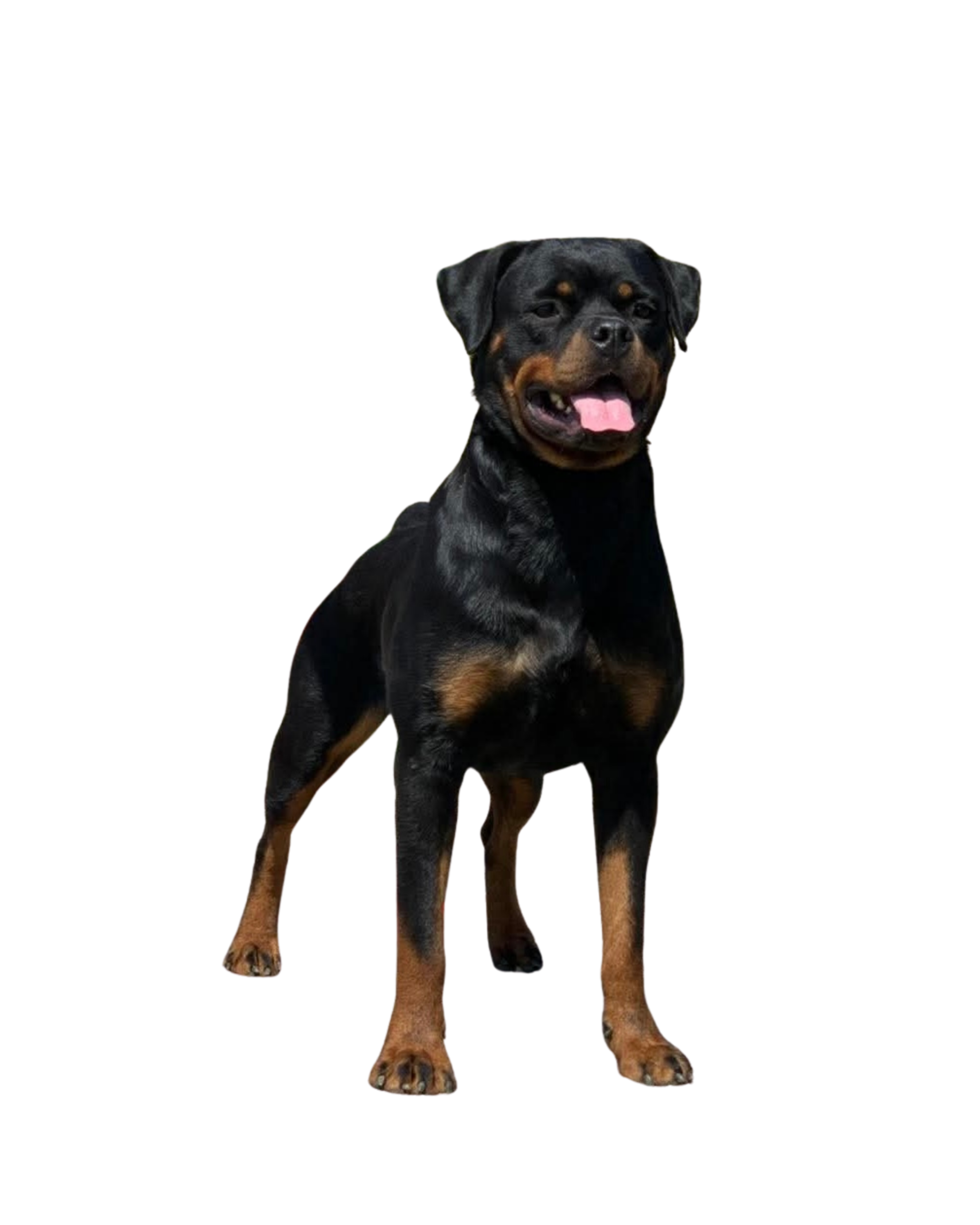 Black Knight Rottweilers Dam